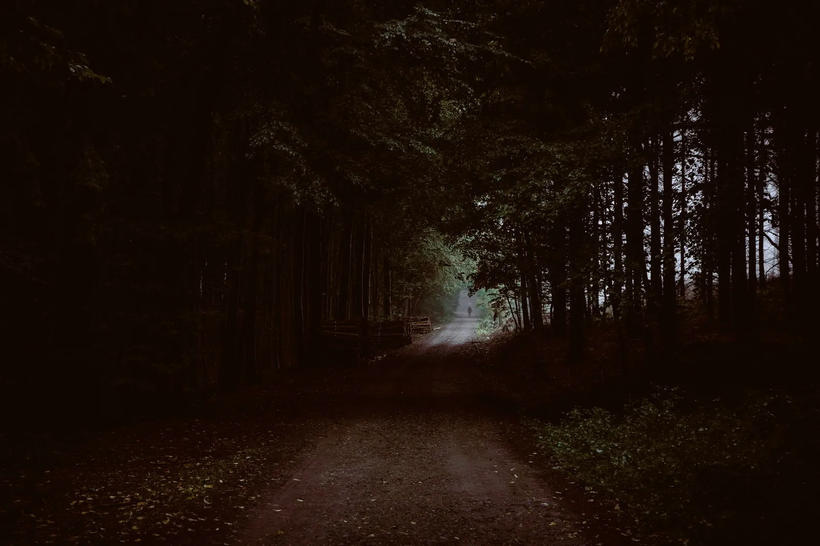 Waldweg im Morgenlicht als Sinnbild fuer den Longevity-Weg Schritt fuer Schritt